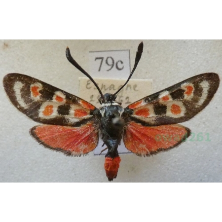 Zygaena occitanica (Villers, 1789) Spain79c